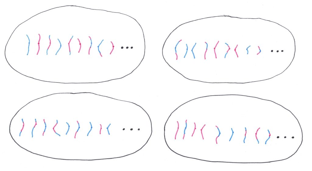 4 gametes showing random distribution of chromosomes.