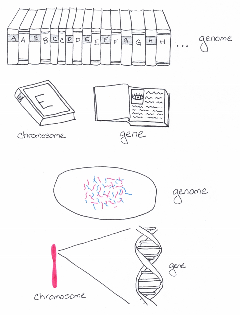 If an encyclopedia set is the genome, chromosomes are the volumes and genes are the entries.