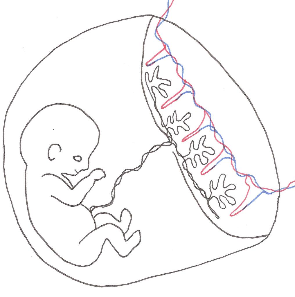 Mom and baby exchange nutrients in the placenta.