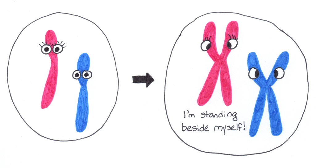 Each chromosome makes an identical copy of itself.